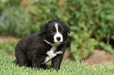 BORDER COLLIE 1261